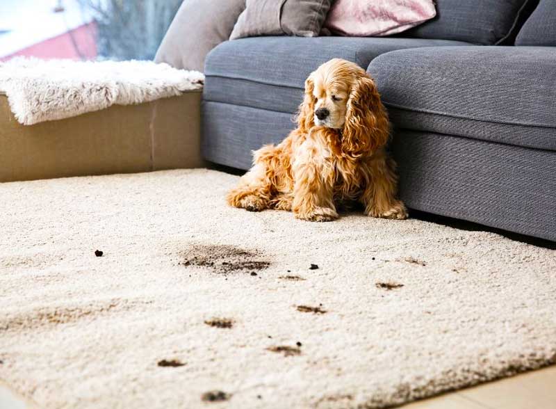 GAZAUTAPIS : Nettoyage, réparation, restauration de tapis en Bretagne et Île-de-France : Profitez de notre expertise en nettoyage et restauration de tapis anciens près de chez vous, en Bretagne et Île-de-France. Nos équipes se déplacent pour redonner vie à vos textiles les plus précieux : dépoussiérage / dessablage et nettoyage de tapis. Restauration de tapis et tapisserie, réparation de lisières, franges. Relainage. Création de teinte, ravivement des couleurs, traitement des trames, GAZAUTAPIS